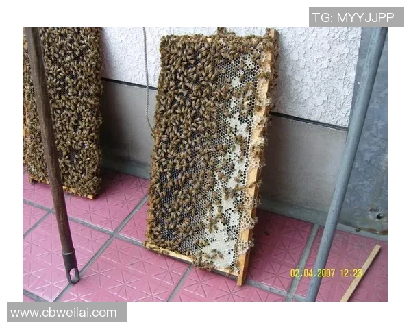 世界蜜蜂大赛盛况空前韩国闻庆吸引全球养蜂爱好者齐聚一堂